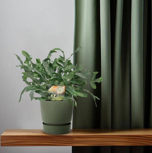 Tüpfelfarn – Phlebodium Blue Star – Ø12cm – 35cm hoch – Zimmerpflanze – Dekorativ & Robust