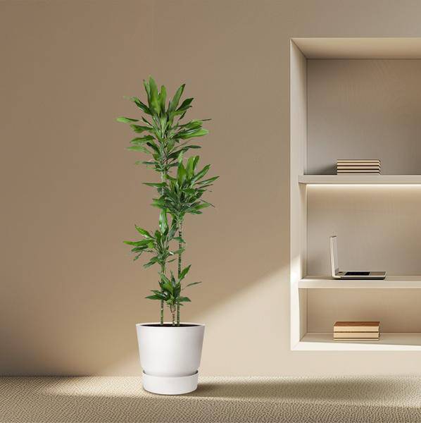 Drachenbaum – Dracaena Janet Lind 180cm – Ø27cm – Zimmerpflanze mit großen, dunkelgrünen Blättern – Pflegeleichte Grünpflanze für Wohnzimmer, Büro & Wintergarten 