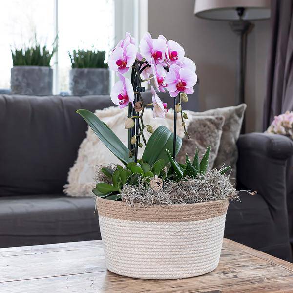 Kolibri Orchids | rosa Phalaenopsis Orchidee - Niagara Fall - Topfgröße Ø12cm | blühende Zimmerpflanze - frisch vom Züchter - Oasis of Life