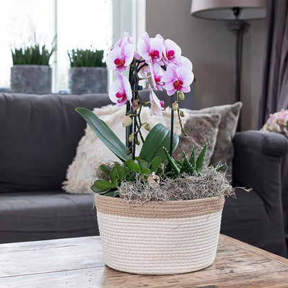 Kolibri Orchids | rosa Phalaenopsis Orchidee - Niagara Fall - Topfgröße Ø12cm | blühende Zimmerpflanze - frisch vom Züchter - Oasis of Life