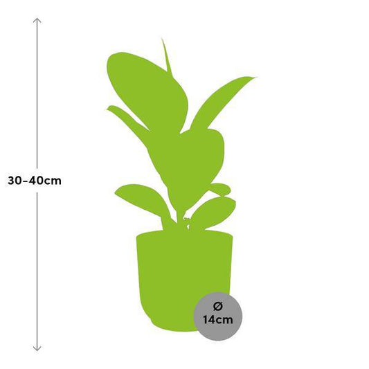 Gummibaum Ficus Elastica 'Robusta' – Zimmerpflanze inkl. Ziertopf Vibes Fold Gelb Ø14cm – Pflegeleichte Grünpflanze mit glänzenden Blättern – Luftreinigend & dekorativ – Für Wohnzimmer & Büro 