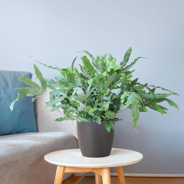 Phlebodium Aureum 'Blue Star' – Blauer Tüpfelfarn – Zimmerpflanze + Viber Grau Topf – Ø17 cm – Höhe 40 cm – Einzigartige graublaue Blätter – Pflegeleicht & stilvoll 