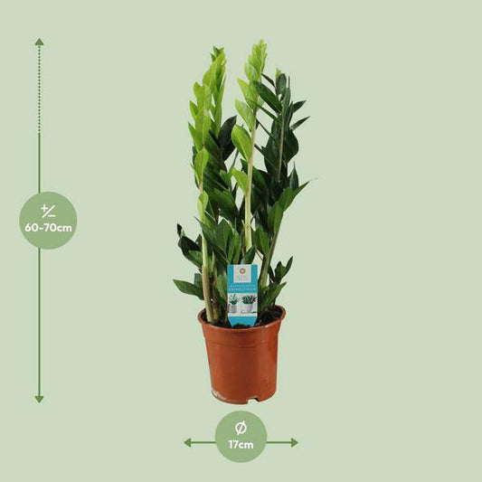 Glücksfeder - Zamioculcas Zamiifolia - Zimmerpflanze - Ø17cm - ↕65cm 