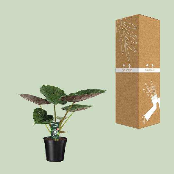 Alocasia Wentii - Elefantenohr - Ø19cm - ↕70cm - Oasis of Life
