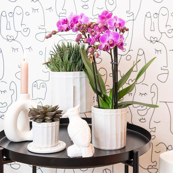 Kolibri Orchids | Lila/rosa Phalaenopsis Orchidee - Mineral Vienna - Topfgröße Ø9cm | blühende Zimmerpflanze - frisch vom Züchter - Oasis of Life
