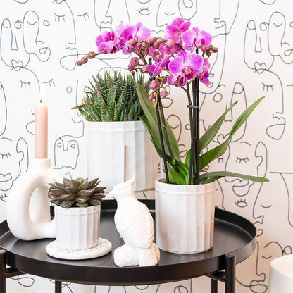 Kolibri Orchids | Lila/rosa Phalaenopsis Orchidee - Mineral Vienna - Topfgröße Ø9cm | blühende Zimmerpflanze - frisch vom Züchter - Oasis of Life