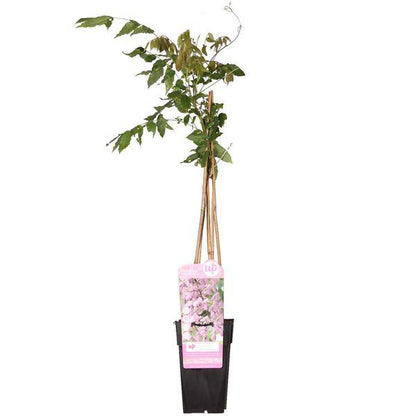 Rosa Blauregen - Wisteria floribunda 'Rosea' - Rosa Regen - Ø15cm - ↕65cm