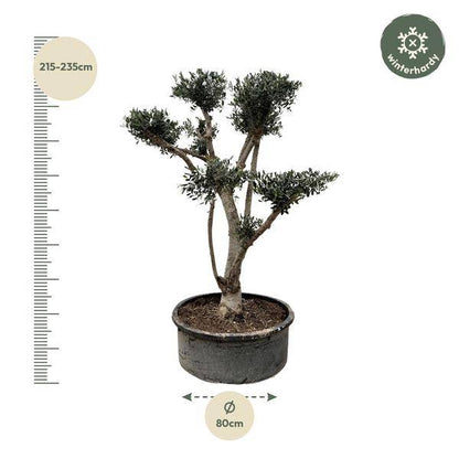 Olivenbaum - Olea Europaea Pompon - 210cm - ø80cm