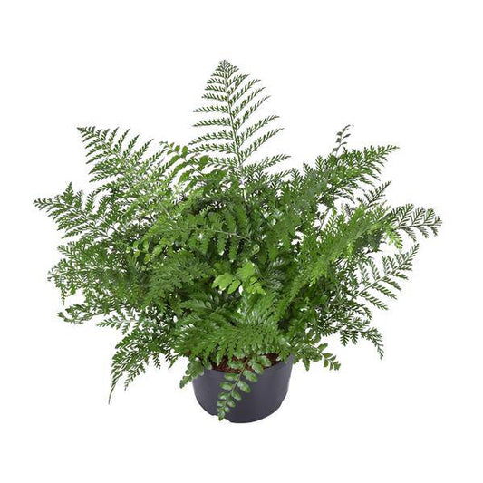 Nestfarn - Asplenium Parvati - Zimmerpflanze - Ø23cm - ↕55cm 