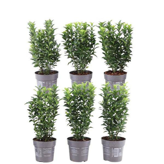 Grüne Spindelstrauchhecke - Euonymus japonicus 'Green Spire' - 6 winterharte Heckenpflanzen - Immergrüne Hecke - 1 Meter 