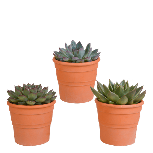 Steinrose - Echeveria - Mix  10,5 cm - 3 Stück - Zimmerpflanze - im Terrakotta-Topf