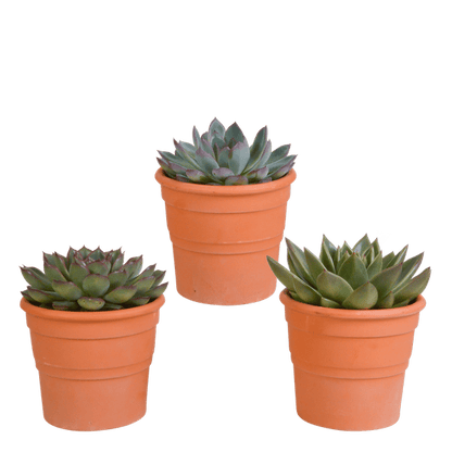Steinrose - Echeveria - Mix  10,5 cm - 3 Stück - Zimmerpflanze - im Terrakotta-Topf