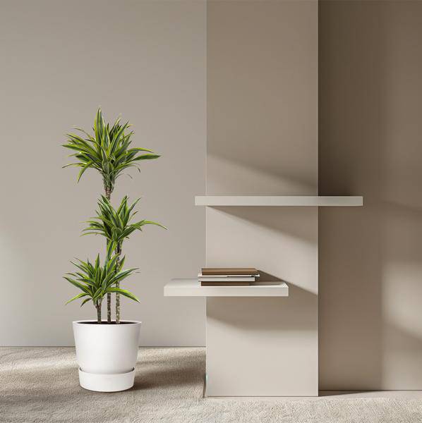 Drachenbaum – Dracaena Lemon Lime 140cm – Ø24cm – Zimmerpflanze mit grün-gelben Blättern – Pflegeleichte exotische Grünpflanze für Wohnzimmer, Büro & Wintergarten 