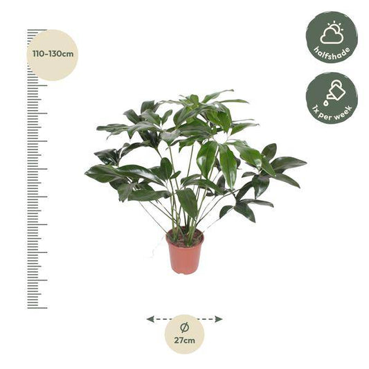 Baumfreund – Philodendron Green Wonder – Zimmerpflanze – 120cm – Ø27cm – tropische Kletterpflanze mit großen herzförmigen Blättern 