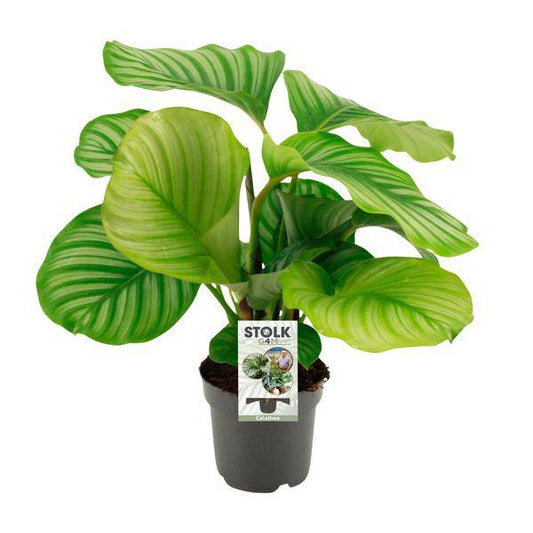 Korbmarante Calathea Orbifolia – Zimmerpflanze – Ø14cm – 45cm Höhe – tropisches Blattwunder – pflegeleicht & luftreinigend