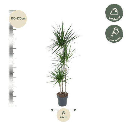 Drachenbaum – Dracaena Marginata 160cm – Ø24cm – Zimmerpflanze mit roten Blatträndern – Elegante pflegeleichte Grünpflanze im elho Greenville Round Topf Braun für Wohnzimmer, Büro & Wintergarten 