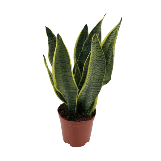 Bogenhanf - Sansevieria Superba - Zimmerpflanze - Ø12cm - ↕40cm 