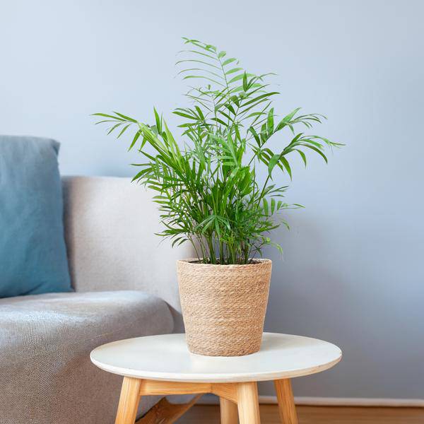 Chamadorea Elegans Mexikanische Bergpalme – Zimmerpflanze ca. 55cm – Ø17cm – Im handgeflochtenen Pflanzkorb Sofia Natur – Elegante, pflegeleichte Zimmerpalme 