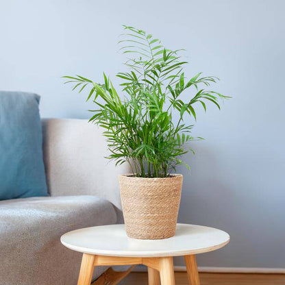 Chamadorea Elegans Mexikanische Bergpalme – Zimmerpflanze ca. 55cm – Ø17cm – Im handgeflochtenen Pflanzkorb Sofia Natur – Elegante, pflegeleichte Zimmerpalme 