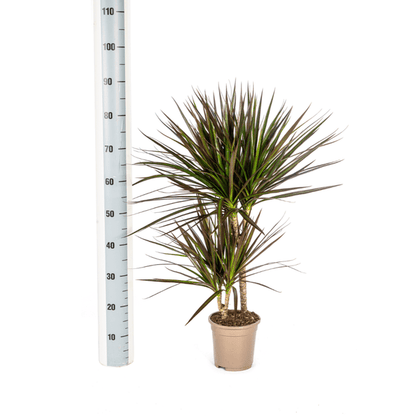 Dracaena Marginata Magenta – Drachenbaum – Zimmerpflanze – Ø17cm – ↕50-70cm – Pflegeleichte Grünpflanze mit roten Blatträndern – Luftreinigende Pflanze für Zuhause & Büro 