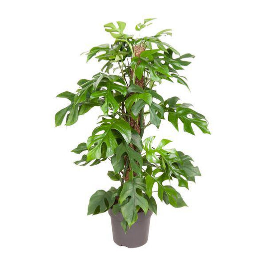 Fensterblatt - Monstera Minima - Zimmerpflanze - Ø19cm - ↕80cm 