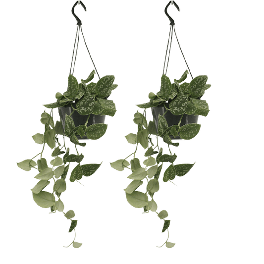 Efeutute - Scindapsus Pictus Epipremnum - Ø15cm - ↕20cm - 2 Stück 