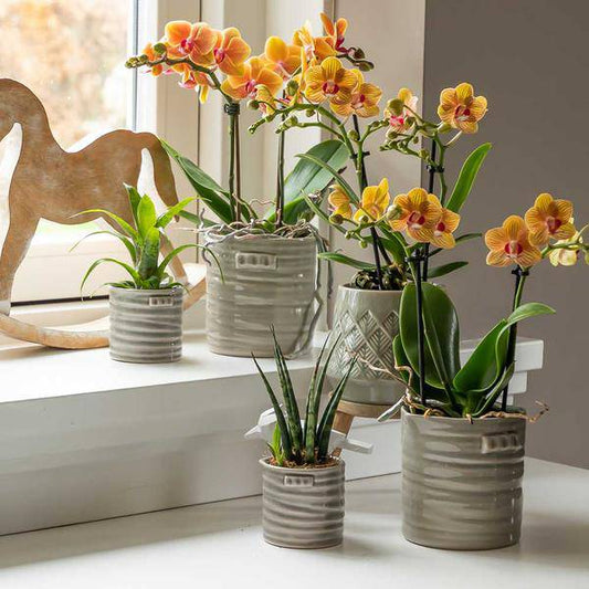 orange Phalaenopsis Orchid Topfgröße Ø9cm | Jamaica | blühende Zimmerpflanze - frisch vom Züchter - Oasis of Life