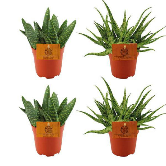2x Aloe Paradisicum & 2x Aloe Spider – Set aus 4 pflegeleichten Zimmerpflanzen – Ø10,5 cm Topf – Sukkulenten-Mix für Zuhause & Büro – Robust & dekorativ