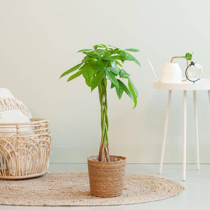 Pachira Aquatica 80cm – Glückskastanie Zimmerpflanze Ø21cm im naturfarbenen Seegras-Korb Sofia – Geldbaum mit geflochtenem Stamm 