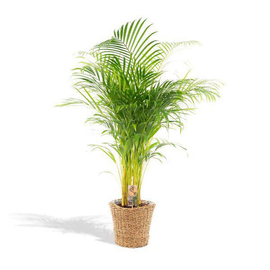 Areca mit Korb - ↨110cm -Ø21cm - Oasis of Life