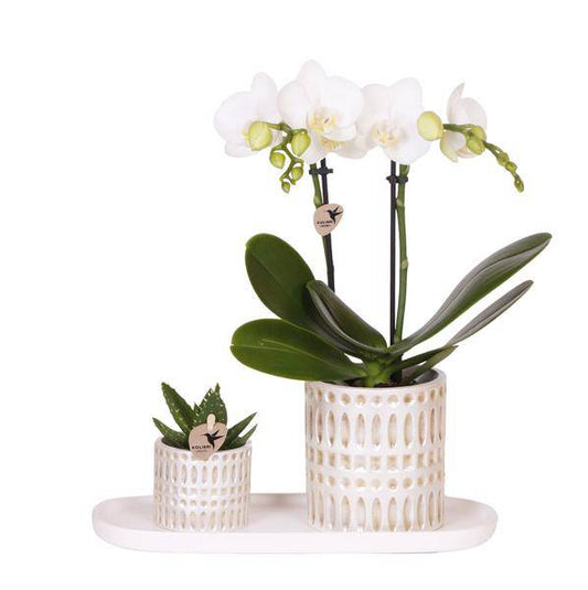 Pflanzenset Weiße Phalaenopsis Orchidee Amabilis & Sukkulente – Keramiktöpfe Mosaik – Auf cremefarbenem organischem Tablett – Elegante Deko für Wohnraum & Büro 