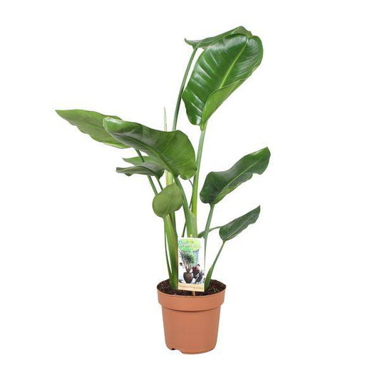 Baum-Strelitzie - Strelitzia Nicolai - Zimmerpflanze - Ø17cm - ↕60cm