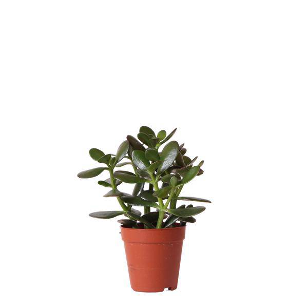 Grüne Pflanze - Sukkulente Crassula Ovata - grüne Zimmerpflanze - frisch aus der Gärtnerei - Ø9cm - Oasis of Life