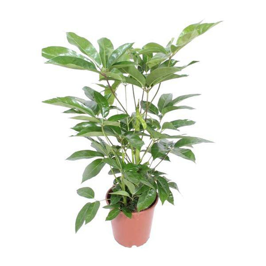 Regenschirmbaum - Schefflera Actinophylla Amate - Zimmerpflanze - Ø24cm - ↕100cm