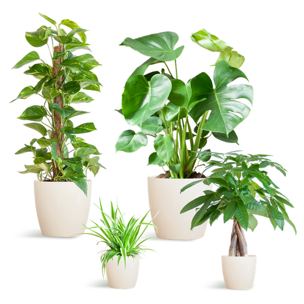 Pflegeleichtes Pflanzset – Easy Plant Box – 4 Zimmerpflanzen inkl. Viber Weiß Topf – Biokunststoff – Ø12-21 cm – Geringer Pflegeaufwand – Für Wohnzimmer & Büro 