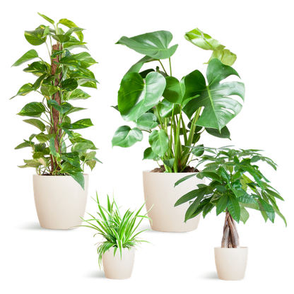 Pflegeleichtes Pflanzset – Easy Plant Box – 4 Zimmerpflanzen inkl. Viber Weiß Topf – Biokunststoff – Ø12-21 cm – Geringer Pflegeaufwand – Für Wohnzimmer & Büro 