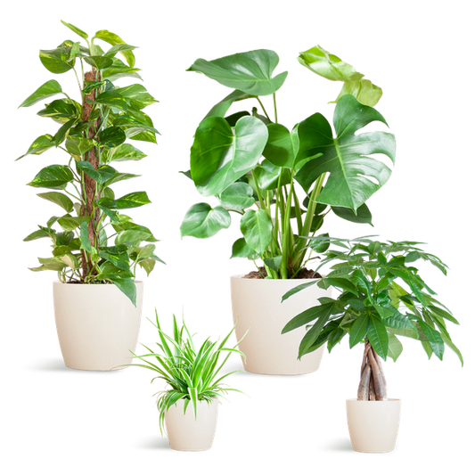 Pflegeleichtes Pflanzset – Easy Plant Box – 4 Zimmerpflanzen inkl. Viber Weiß Topf – Biokunststoff – Ø12-21 cm – Geringer Pflegeaufwand – Für Wohnzimmer & Büro 