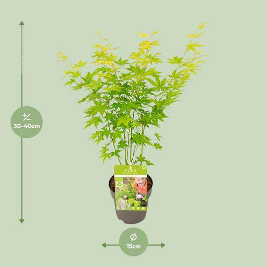 Japanischer Fächerahorn - Acer palmatum Going Green - Zimmerpflanze - Ø15cm - ↕30cm