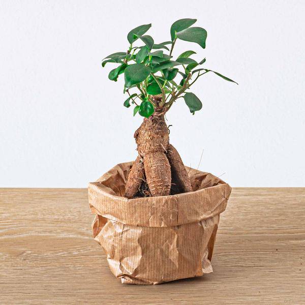 Chinesische Feige - Ficus Ginseng Bonsai - Zimmerpflanze - Microcarpa - Topfgröße Ø6cm