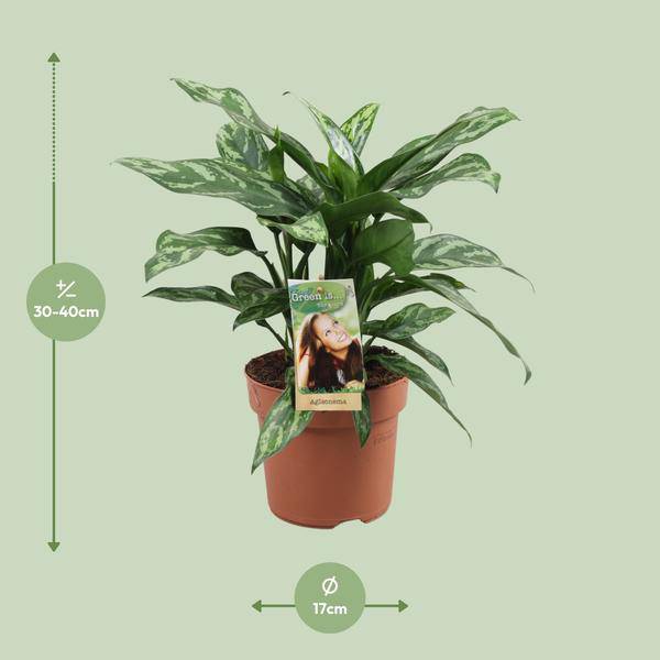 Kolbenfaden - Aglaonema Maria - Zimmerpflanze - Ø17cm - ↕40cm 