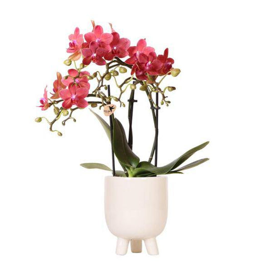 Phalaenopsis Orchidee Rot - Congo + Gummitopf Travertin - Topfgröße Ø9cm - 40cm - blühende Zimmerpflanze 