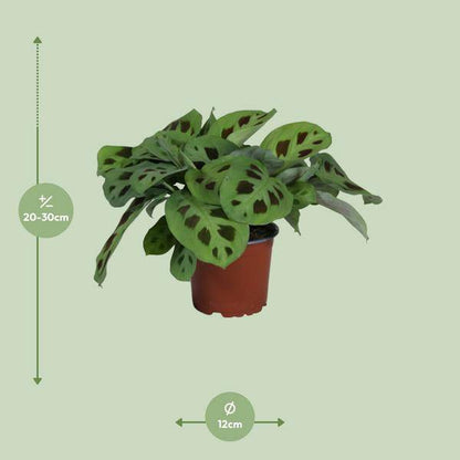 Pfeilurz - Maranta Leuconeura Kerchoveana Zimmerpflanze - Ø12cm - ↕30cm 