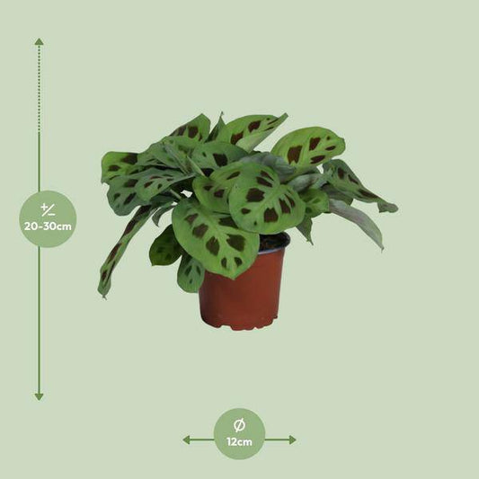 Pfeilurz - Maranta Leuconeura Kerchoveana Zimmerpflanze - Ø12cm - ↕30cm 