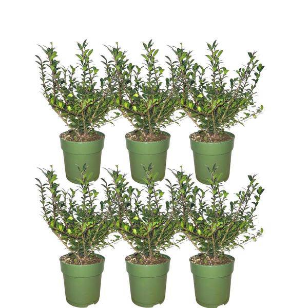 Stechpalmenhecke - Ilex crenata 'Jenny'® - Set mit 6 winterharten Pflanzen - 1 Meter - Immergrüne Hecke