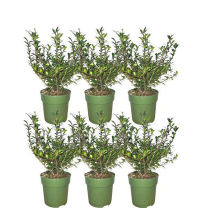 Stechpalmenhecke - Ilex crenata 'Jenny'® - Set mit 6 winterharten Pflanzen - 1 Meter - Immergrüne Hecke