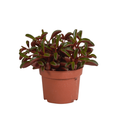Rotblättriger Zwergpfeffer - Peperomia graveolens