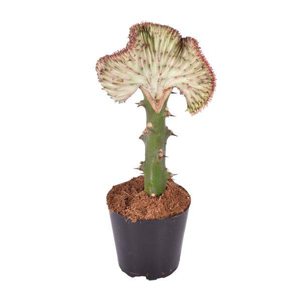Euphorbia lactea Cristata Rot - Drachenknochenkaktus - Zimmerpflanze - ↕30 cm - ø10,5cm