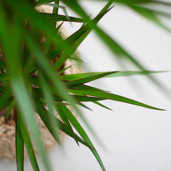 Dracaena Marginata mit Viber-Topf grau - 95 cm - Ø21 - Oasis of Life