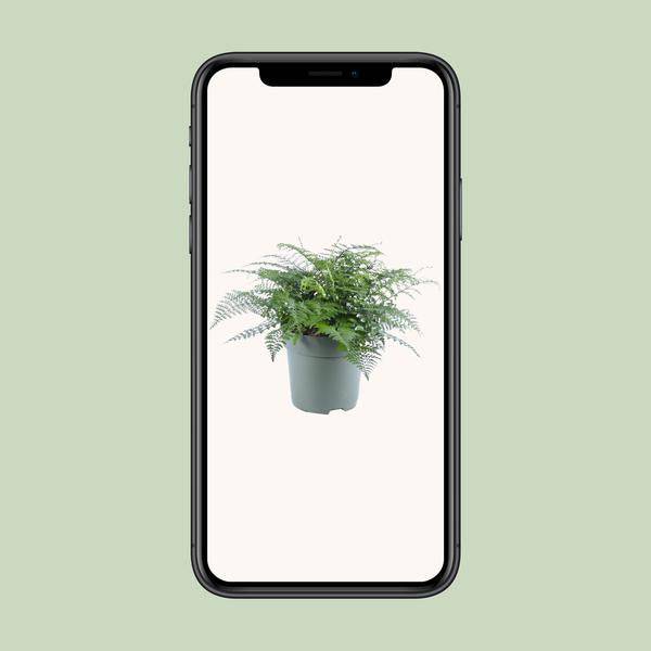 Nestfarn - Asplenium Parvati - Zimmerpflanze - Ø27cm - ↕50cm