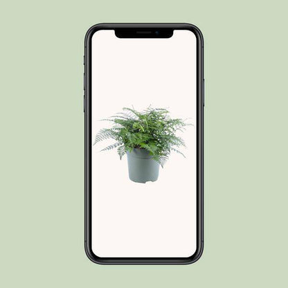 Nestfarn - Asplenium Parvati - Zimmerpflanze - Ø27cm - ↕50cm